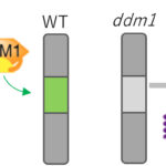 クロマチンリモデリングによるゲノム安定化の仕組み