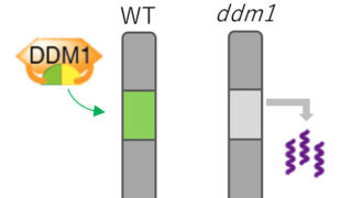 クロマチンリモデリングによるゲノム安定化の仕組み
