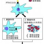 副甲状腺ホルモンが骨量を増加するメカニズムを解明！ ～SLPIという骨形成と骨吸収のバランサーの発見～