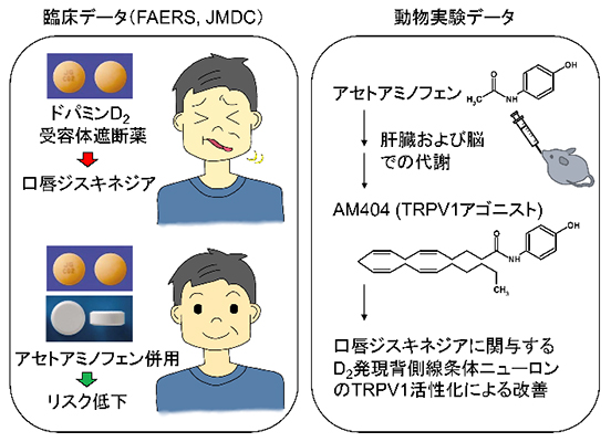 ジスキネジア新治療法の発見～副作用を減らす併用薬から新しい創薬標的へ～