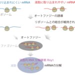 オートファジーによるmRNA分解の選択性を発見 ~遺伝子発現におけるオートファジーの新たな働き~ オートファジーによるmRNA分解の選択性を発見 ~遺伝子発現におけるオートファジーの新たな働き~