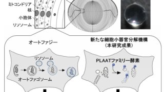 眼の水晶体が透明になる仕組みの解明 ～新たな細胞内分解システムの発見～