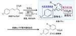 理研クリック試薬の誕生~生物学的製剤による医療診断に有効な標識・複合化試薬を開発~ 理研クリック試薬の誕生~生物学的製剤による医療診断に有効な標識・複合化試薬を開発~