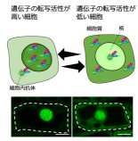 細胞内抗体プローブを用いて 遺伝子の転写が活性化している細胞を生体内で特定することに成功