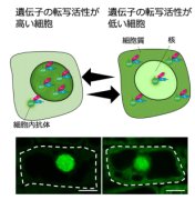 細胞内抗体プローブを用いて 遺伝子の転写が活性化している細胞を生体内で特定することに成功