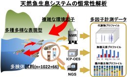 天然魚類と環境水・底泥のエコインフォマティクス