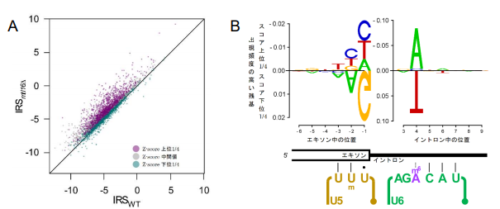 ＲＮＡのたった１ヵ所のメチル化修飾が たんぱく質におけるアミノ酸配列の多様性を生み出す