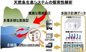天然魚類と環境水・底泥のエコインフォマティクス