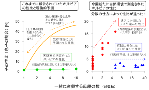 ほとんどオスを産まないハチの謎を解明～母親どうしの協力行動であることが明らかに～