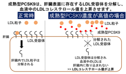 コレステロール代謝を制御するタンパク質:成熟型PCSK9は、 スタチン反応性低下症例の同定に有用であることを報告