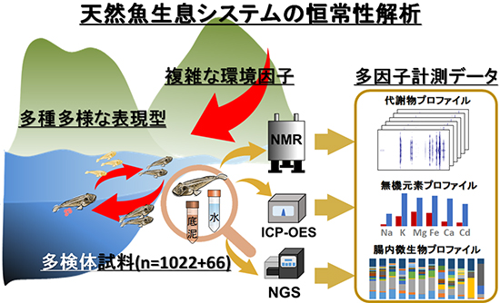 本研究で実施した天然魚生育システムの恒常性解析の図