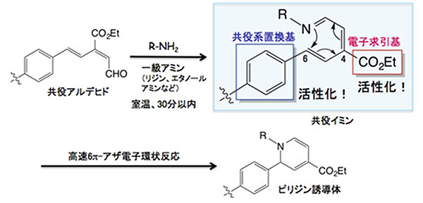 理研クリック試薬の誕生~生物学的製剤による医療診断に有効な標識・複合化試薬を開発~ 理研クリック試薬の誕生~生物学的製剤による医療診断に有効な標識・複合化試薬を開発~