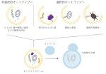 オートファジーが一次繊毛形成を促進するメカニズム