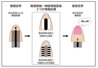 人間の触錯覚のメカニズムを数理皮膚科学によって解明 人間の触錯覚のメカニズムを数理皮膚科学によって解明