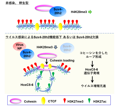 ヒストンメチル化酵素によるウイルス感染抑制機能を発見