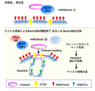 ヒストンメチル化酵素によるウイルス感染抑制機能を発見