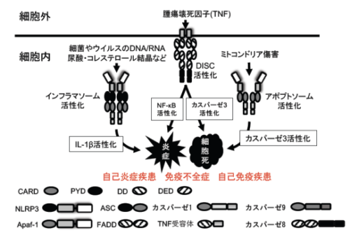プロテインアレイを用いた大規模探索で細胞死や炎症に関わる相互作用ペアを多数発見