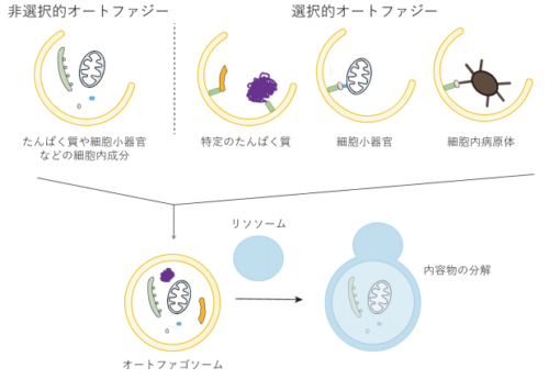 オートファジーが一次繊毛形成を促進するメカニズム