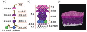 皮膚疾患の病態再現を目指した表皮モデルを計算機上に構築