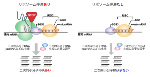 植物の小さなRNAが巨大なタンパク質合成装置の動きを止める～そのしくみと意外な役割を解明～