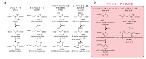 酵素のより原始的な祖先の姿が明らかに～リクルート仮説を覆す酵素の分子進化の証拠を発見～
