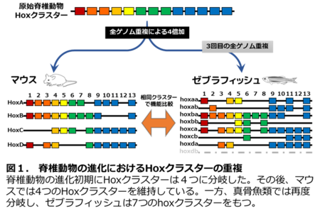 動物の発生を司るHoxクラスターは脊椎動物の進化過程で機能が多様化した