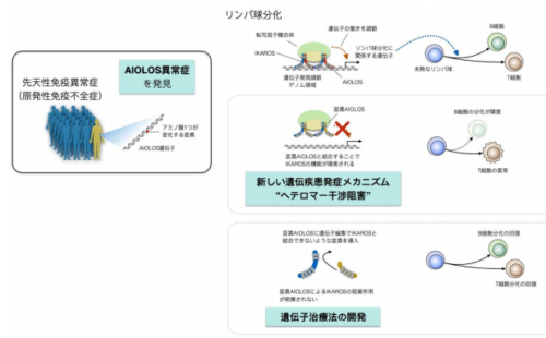 「新たな疾患発症メカニズムによる免疫不全症（AIOLOS異常症）の発見」
