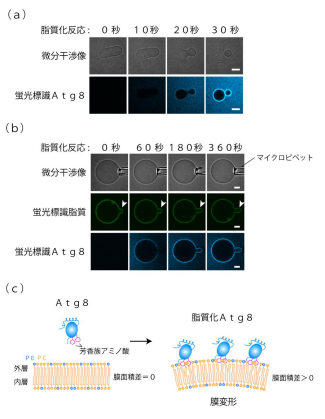 オートファゴソームを効率よく作る仕組みを発見 ～オートファジーの主役の働きが明らかに～
