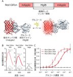 赤色蛍光タンパク質型グルコースセンサーの開発～新たな蛍光色で細胞内のグルコース動態を可視化～