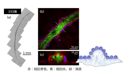 平面状の細胞シートが立体的に　細胞が自分の力でシートを3次元化 ～臓器表面にフィットする移植治療用細胞シートへの応用に期待～