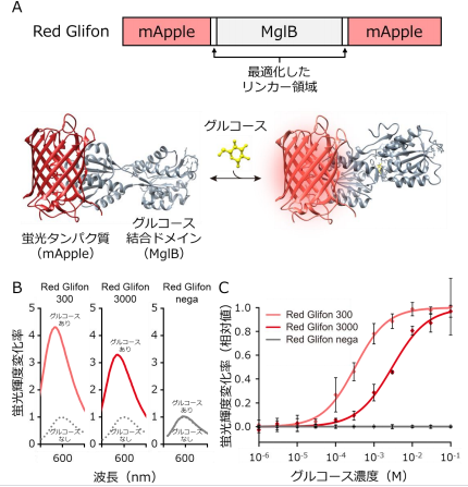赤色蛍光タンパク質型グルコースセンサーの開発～新たな蛍光色で細胞内のグルコース動態を可視化～