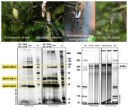 人工クモ糸の物性を劇的に改善する新物質を発見～新素材開発に期待～
