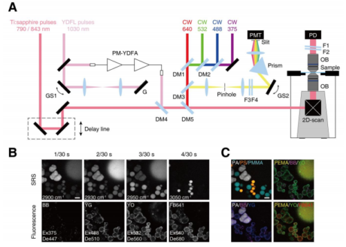 ラマン・蛍光による超多重イメージングを高速化 ～複雑で多様な細胞の詳細な解析が可能に～