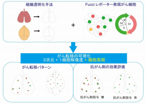 組織透明化手法と細胞周期観察蛍光プローブ Fucci を組み合わせ、がん転移並びに抗がん剤耐性メカニズムの解明に有用なイメージング手法を確立