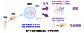 個々の細胞の糖鎖をプロファイリングする技術を開発 ～創薬や再生医療に貢献する1細胞解析技術～