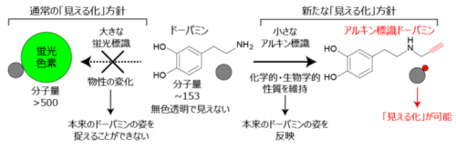神経伝達物質を「見える化」するツールを開発 ～分子量の小さい生理活性物質の可視化に新たな光～