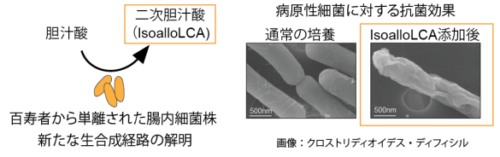 腸内細菌から産生される健康長寿に関わる胆汁酸