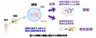 個々の細胞の糖鎖をプロファイリングする技術を開発 ～創薬や再生医療に貢献する1細胞解析技術～