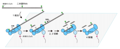 Dicer-2タンパク質は長い二本鎖RNAを連続的に切断する