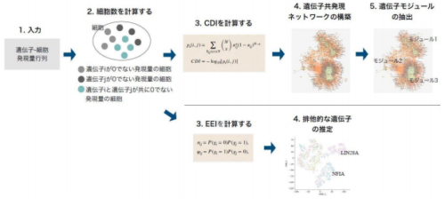 シングルセル遺伝子発現データを利用した遺伝子ネットワークの構築手法