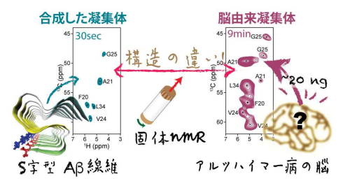 アルツハイマー病のたんぱく質凝集体の構造の違いに迫る