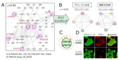 細胞染色画像からたんぱく質の共変動ネットワークを構築