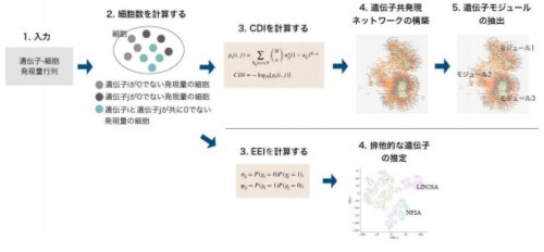 シングルセル遺伝子発現データを利用した遺伝子ネットワークの構築手法