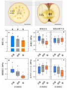 1細胞分析から、膨圧変化に伴う蜜入りリンゴの新たな代謝メカニズムが明らかに!