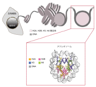 病原性寄生虫ジアルジアのゲノムDNA折りたたみの基盤構造を解明