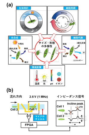 藻類細胞を電気的に高速形状判断するマイクロ流体デバイスの開発