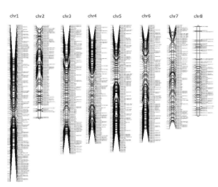 国際連携で挑むタマネギゲノム解読～経済的に重要な高等植物種の巨大なゲノムを読み解く～
