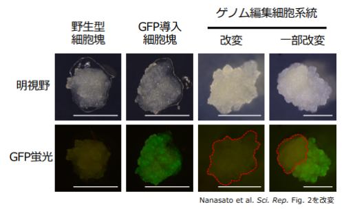 世界初 スギのゲノム編集技術を開発～針葉樹の品種改良の期間を⼤幅に短縮する新技術として期待～