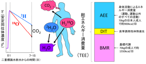 1日に必要なエネルギーは加齢に伴いダイナミックに変動する
