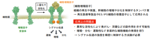 細胞シグナルを精密に制御する、スマートな人工細胞増殖因子の開発に成功